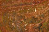 Polished Petrified Wood (Araucarioxylon) - Arizona #371678-2